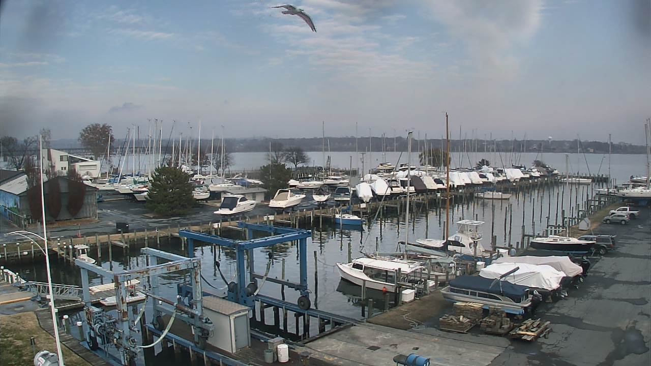 Thumbnail for current weather camera view from Tidewater Marina in Havre de Grace, Maryland