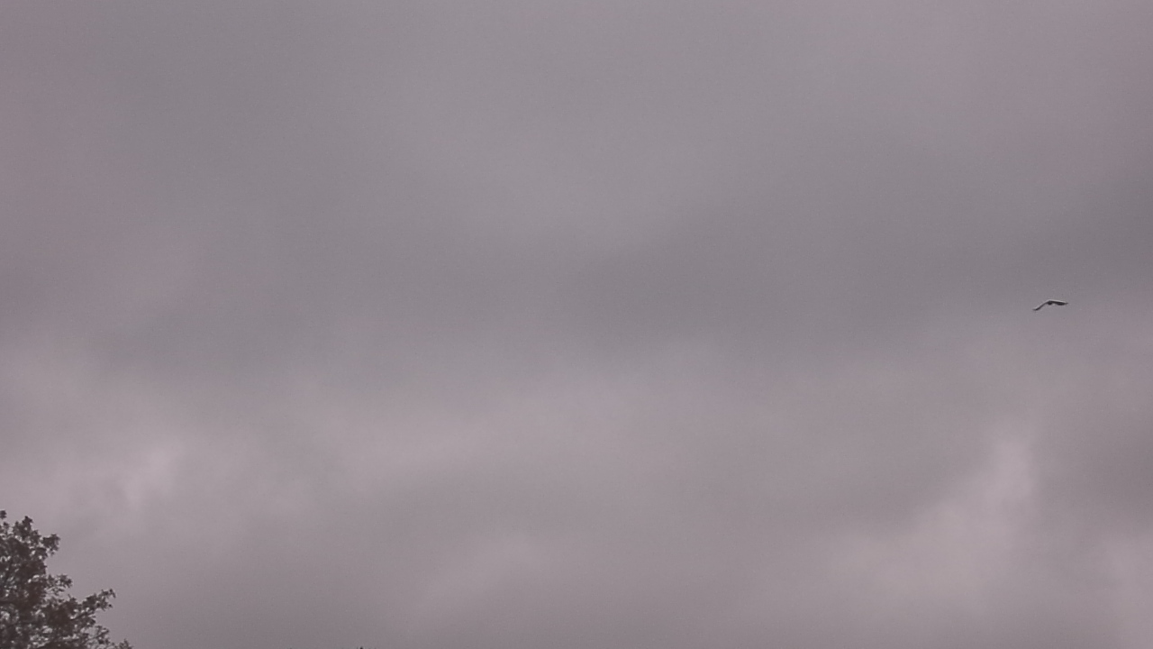 Thumbnail for current weather camera view from The Lamplighter School in Dallas, Texas