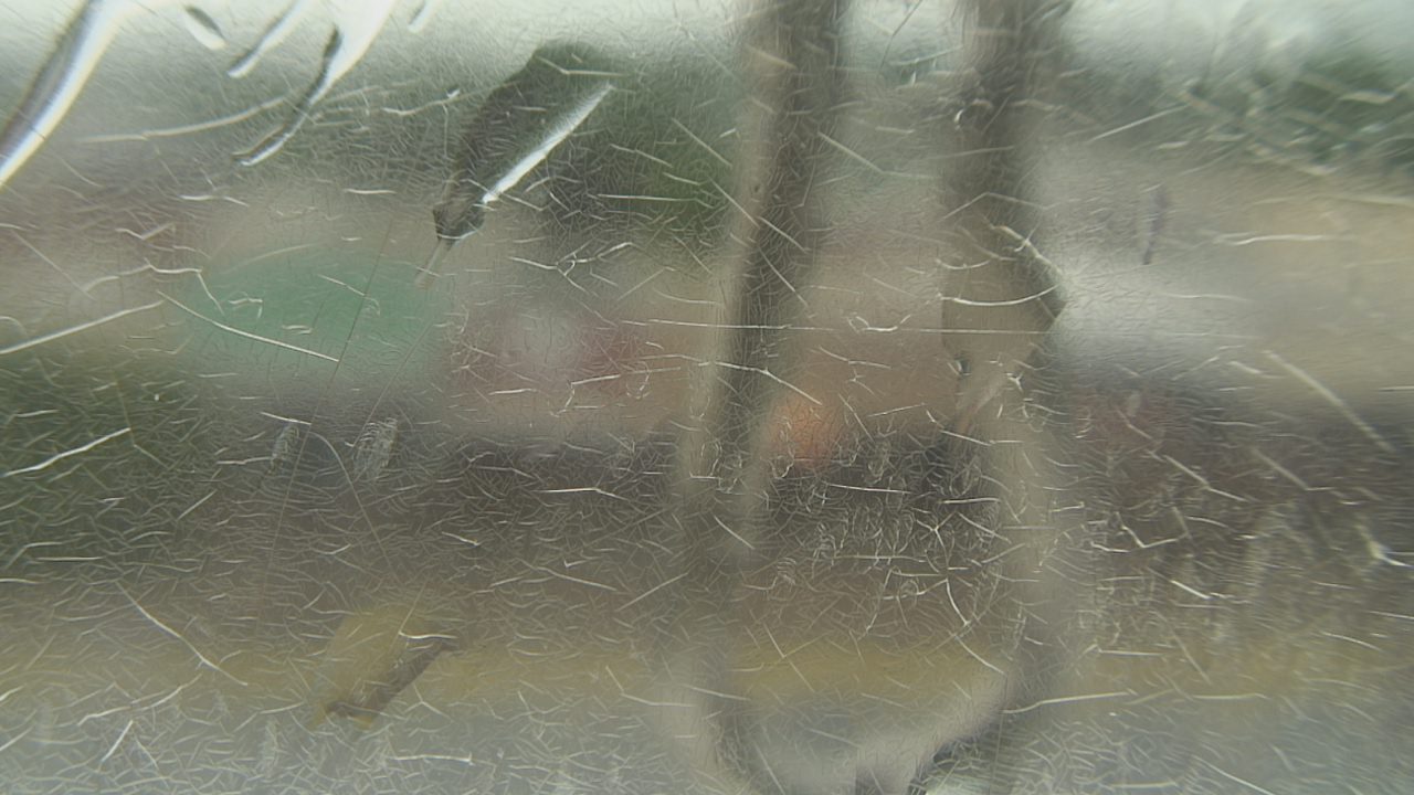 Thumbnail for current weather camera view from Madison County OEM in Madisonville, Texas