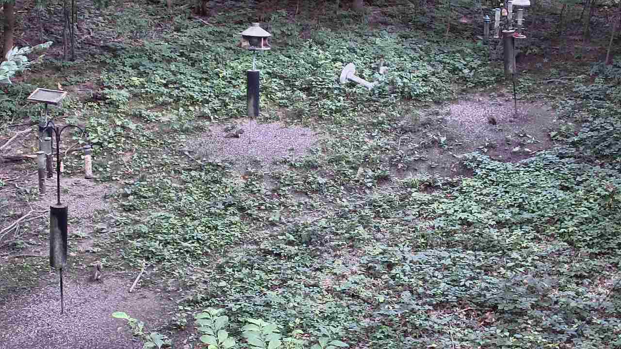 Thumbnail for current weather camera view from Cincinnati Nature Center in Batavia, Ohio