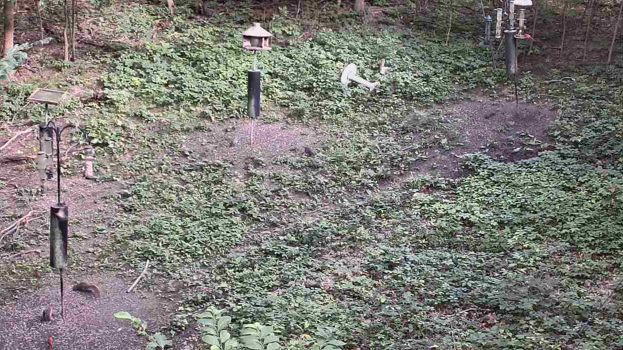 Thumbnail for current weather camera view from Cincinnati Nature Center in Batavia, Ohio