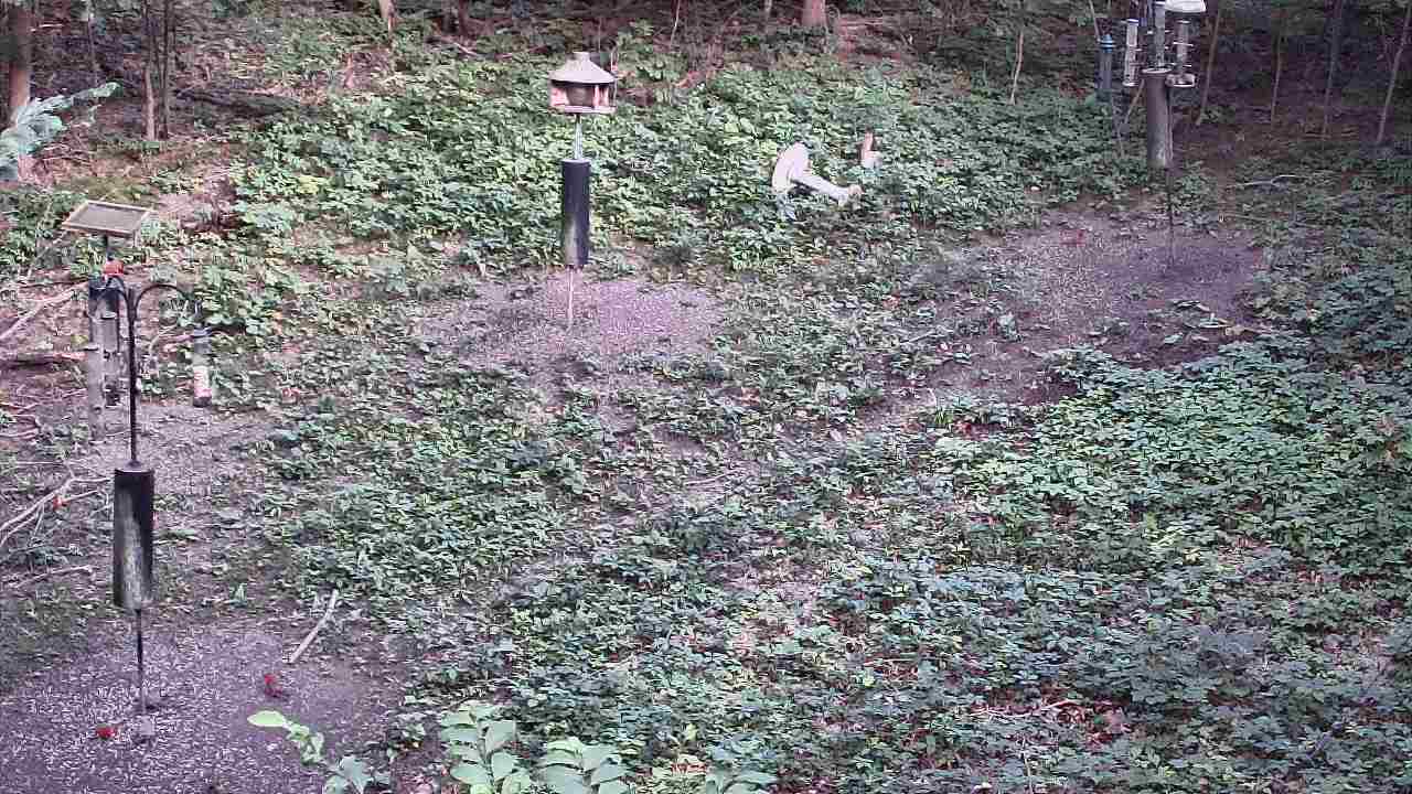 Thumbnail for current weather camera view from Cincinnati Nature Center in Batavia, Ohio