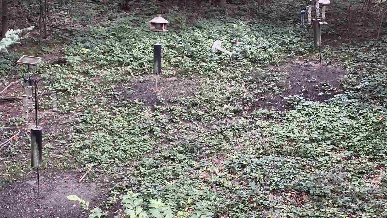 Thumbnail for current weather camera view from Cincinnati Nature Center in Batavia, Ohio