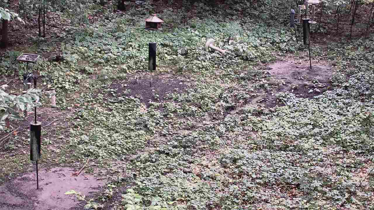 Thumbnail for current weather camera view from Cincinnati Nature Center in Batavia, Ohio