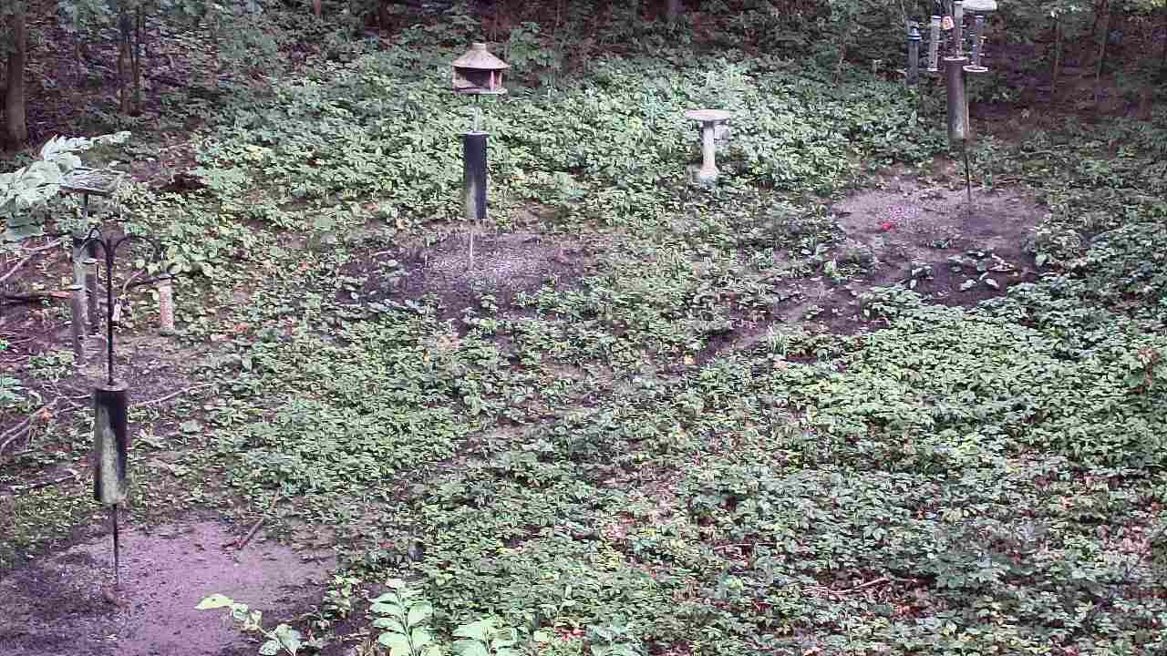 Thumbnail for current weather camera view from Cincinnati Nature Center in Batavia, Ohio