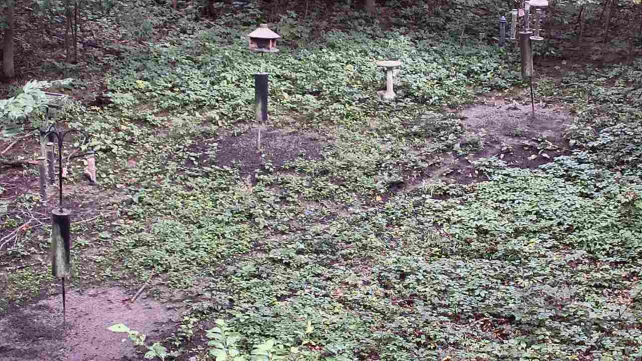 Thumbnail for current weather camera view from Cincinnati Nature Center in Batavia, Ohio