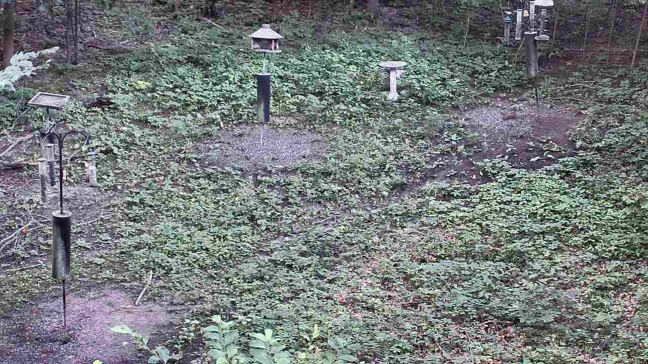 Thumbnail for current weather camera view from Cincinnati Nature Center in Batavia, Ohio