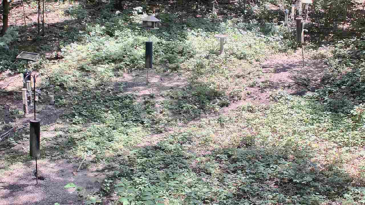 Thumbnail for current weather camera view from Cincinnati Nature Center in Batavia, Ohio