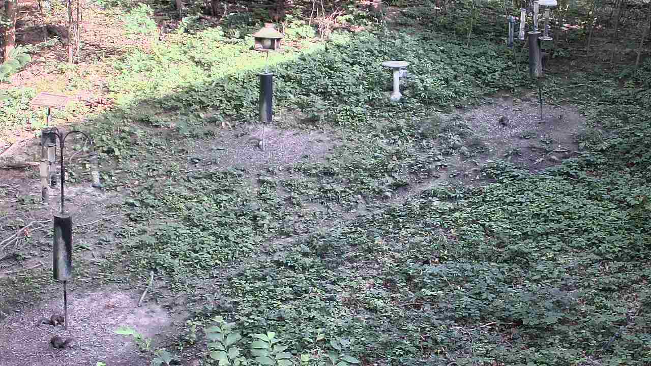 Thumbnail for current weather camera view from Cincinnati Nature Center in Batavia, Ohio