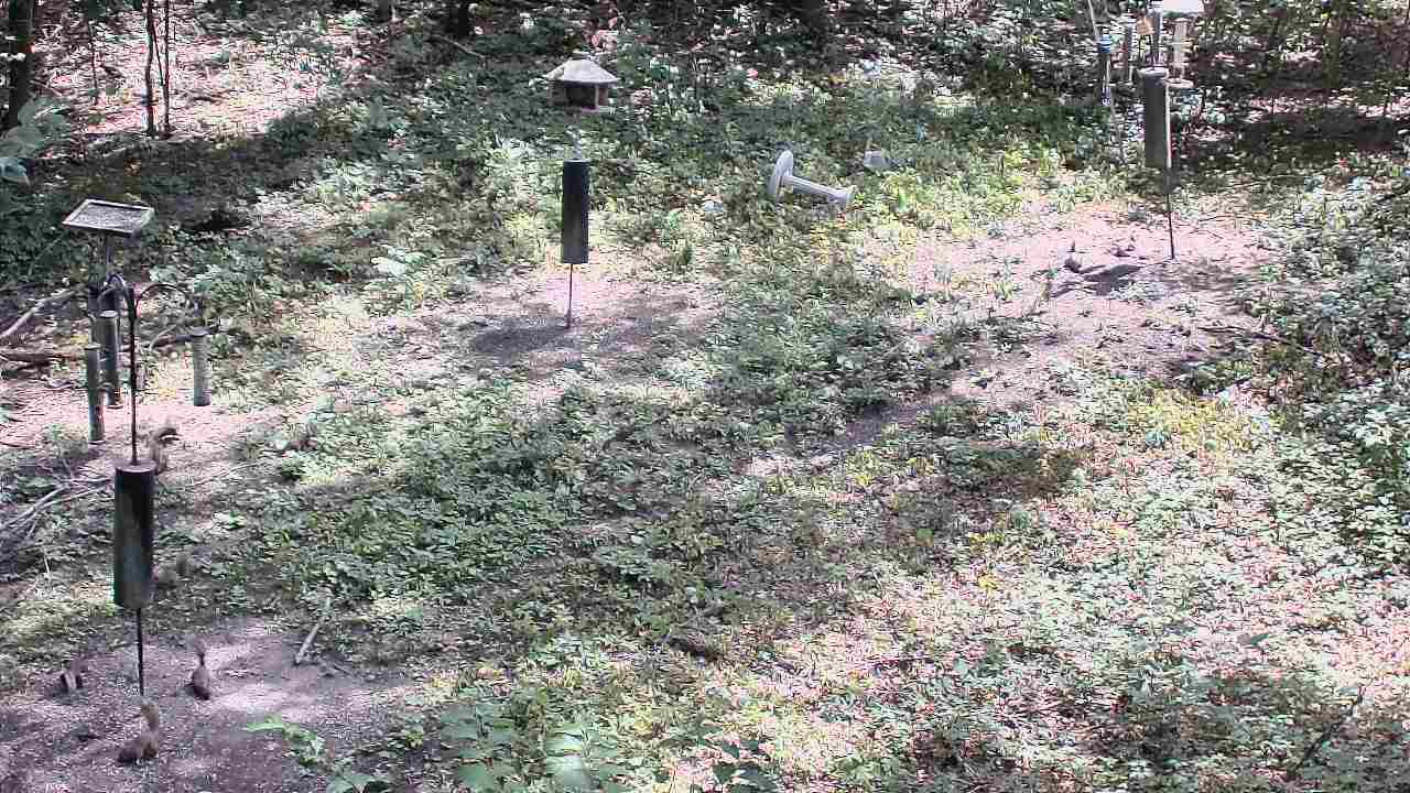 Thumbnail for current weather camera view from Cincinnati Nature Center in Batavia, Ohio