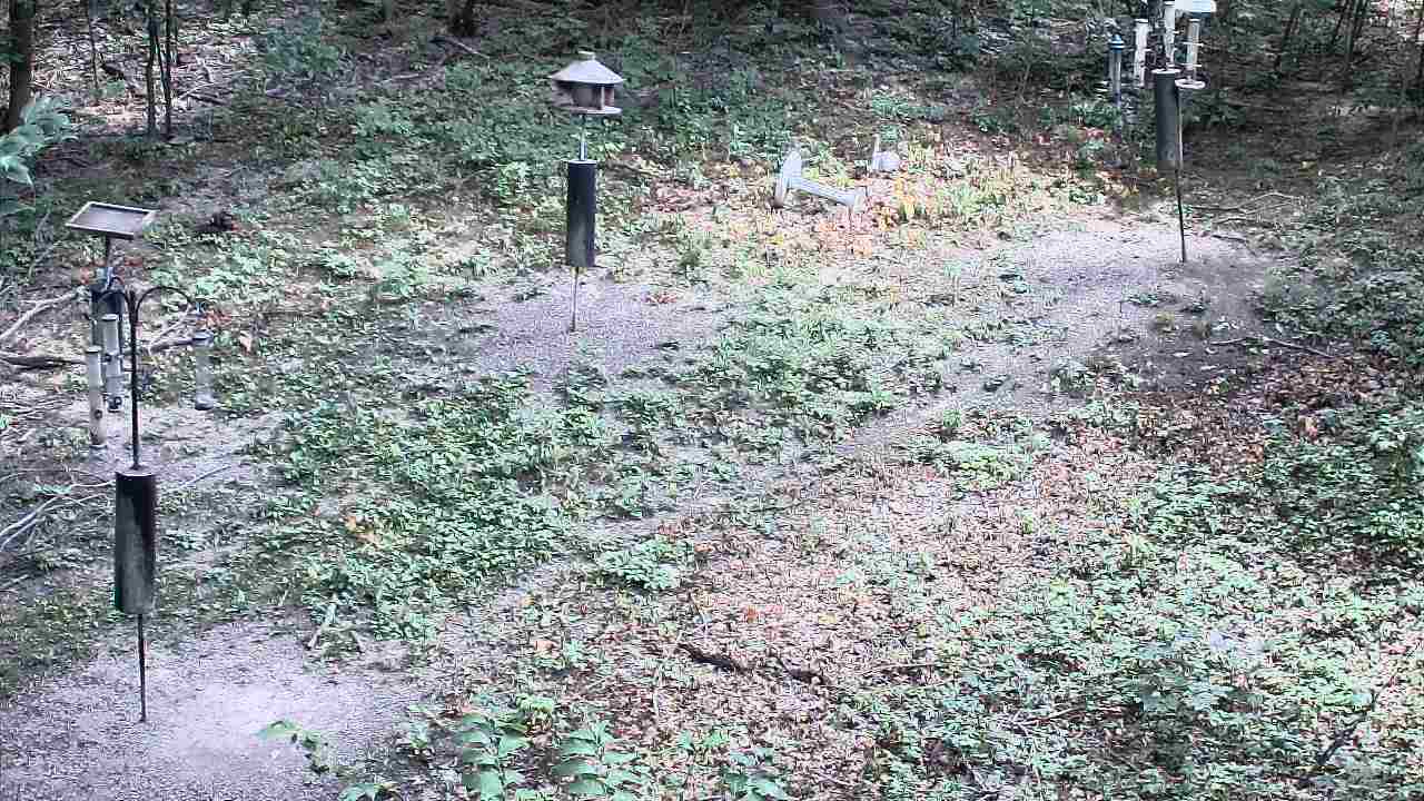 Thumbnail for current weather camera view from Cincinnati Nature Center in Batavia, Ohio