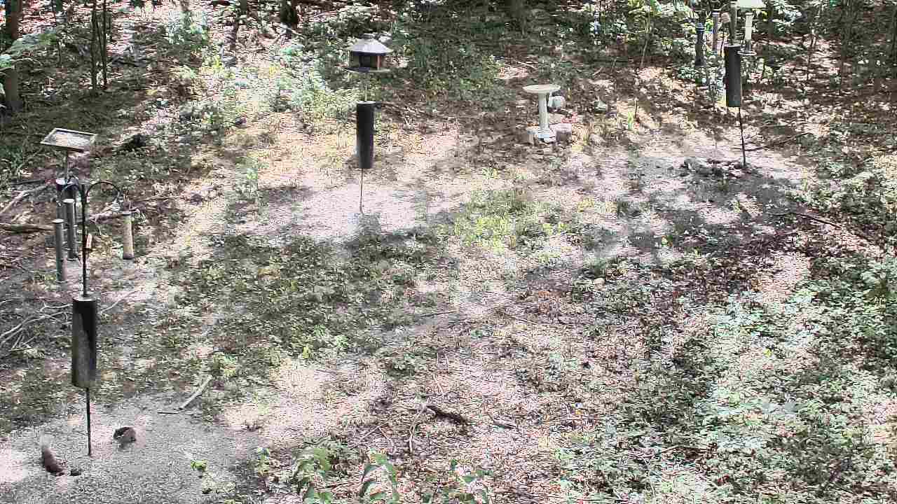 Thumbnail for current weather camera view from Cincinnati Nature Center in Batavia, Ohio