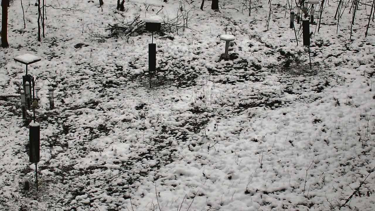 Thumbnail for current weather camera view from Cincinnati Nature Center in Batavia, Ohio