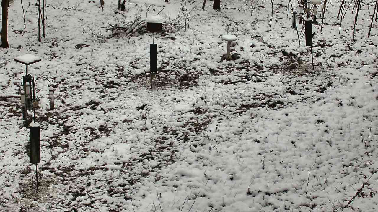 Thumbnail for current weather camera view from Cincinnati Nature Center in Batavia, Ohio