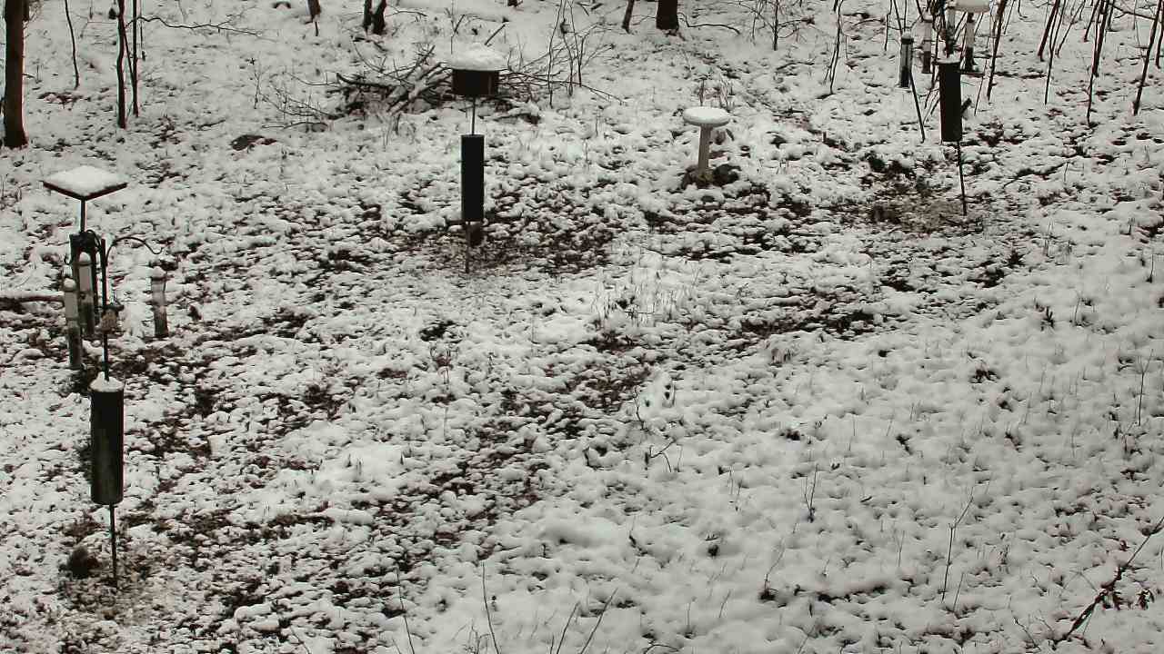 Thumbnail for current weather camera view from Cincinnati Nature Center in Batavia, Ohio