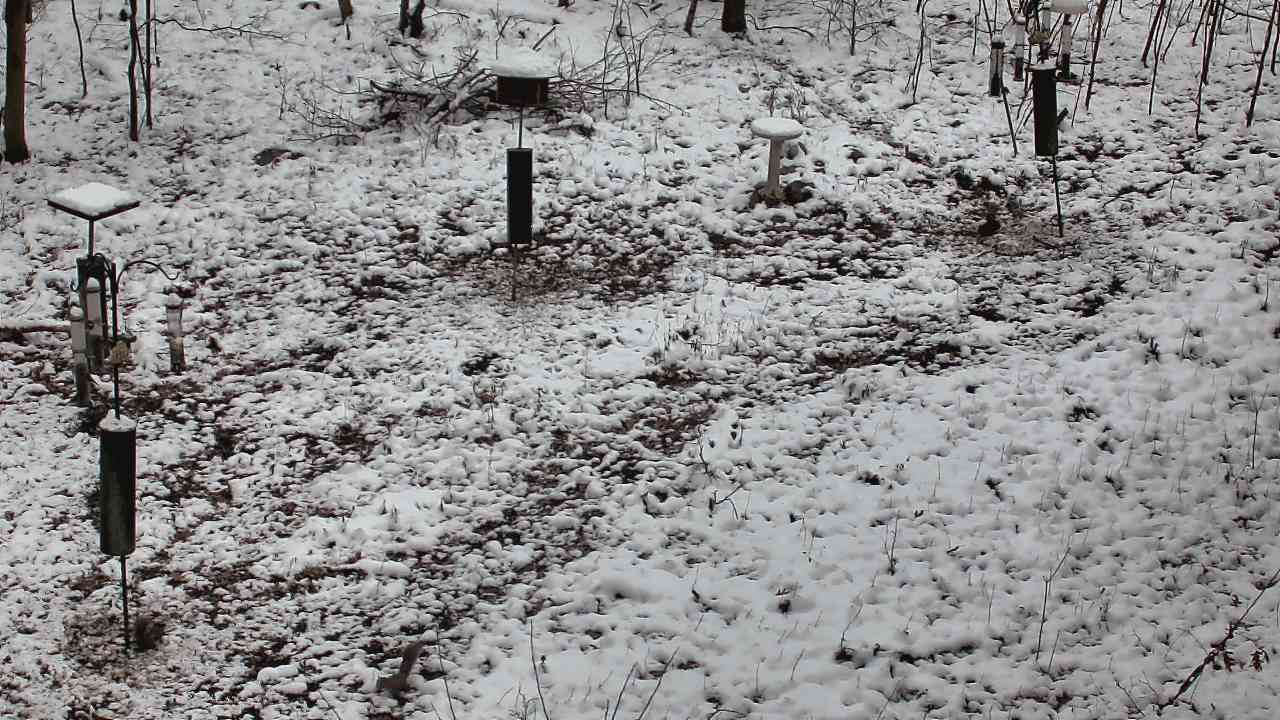 Thumbnail for current weather camera view from Cincinnati Nature Center in Batavia, Ohio