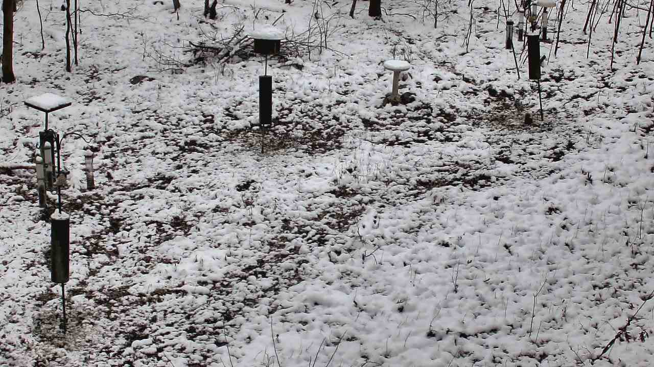 Thumbnail for current weather camera view from Cincinnati Nature Center in Batavia, Ohio