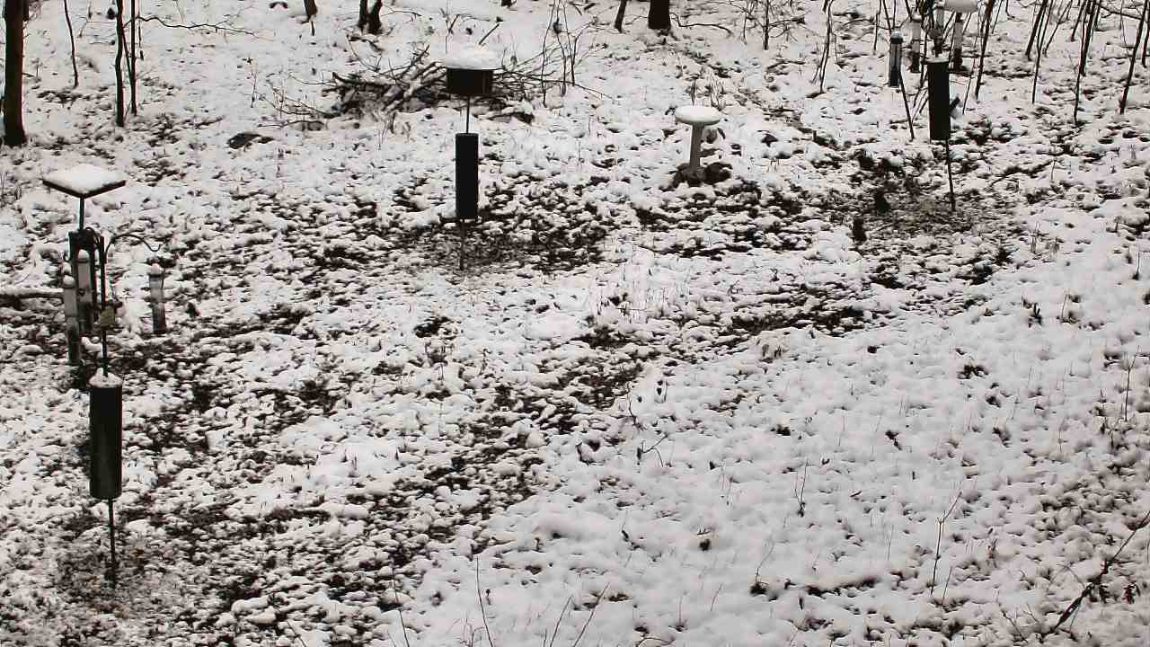 Thumbnail for current weather camera view from Cincinnati Nature Center in Batavia, Ohio