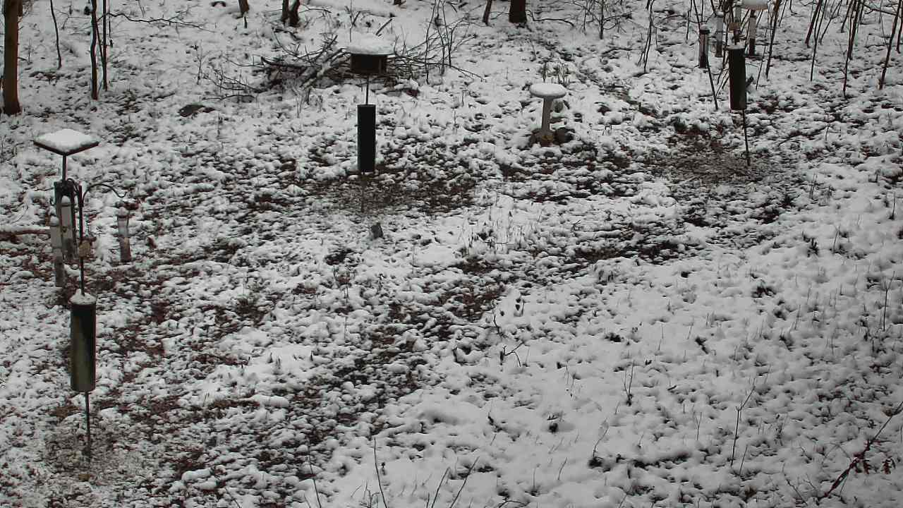 Thumbnail for current weather camera view from Cincinnati Nature Center in Batavia, Ohio