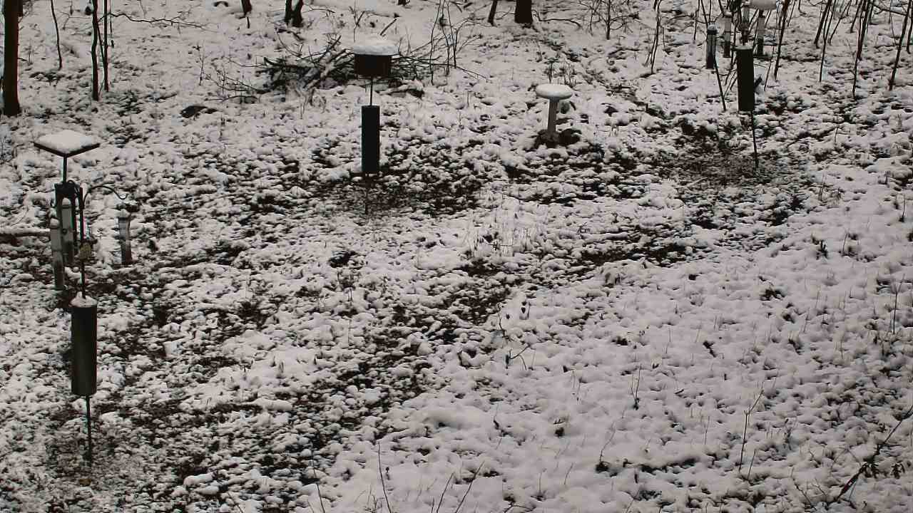 Thumbnail for current weather camera view from Cincinnati Nature Center in Batavia, Ohio