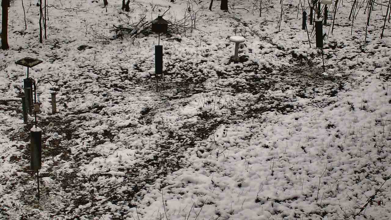 Thumbnail for current weather camera view from Cincinnati Nature Center in Batavia, Ohio