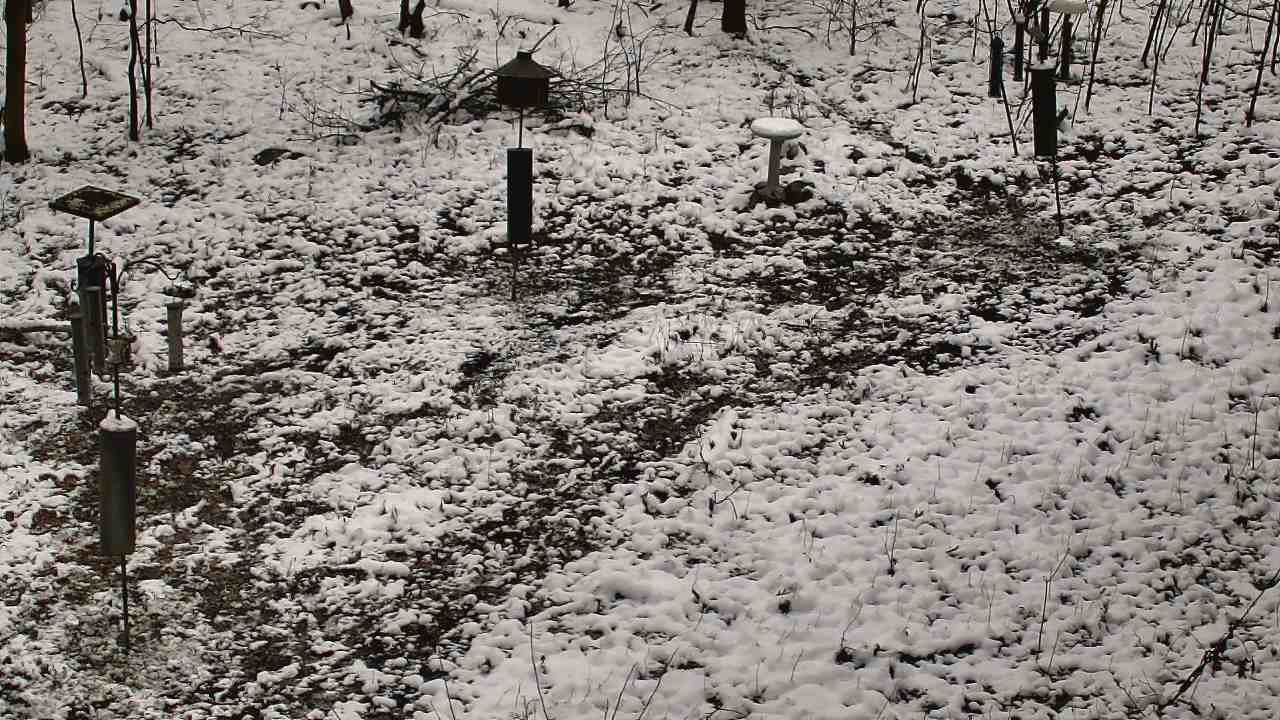 Thumbnail for current weather camera view from Cincinnati Nature Center in Batavia, Ohio