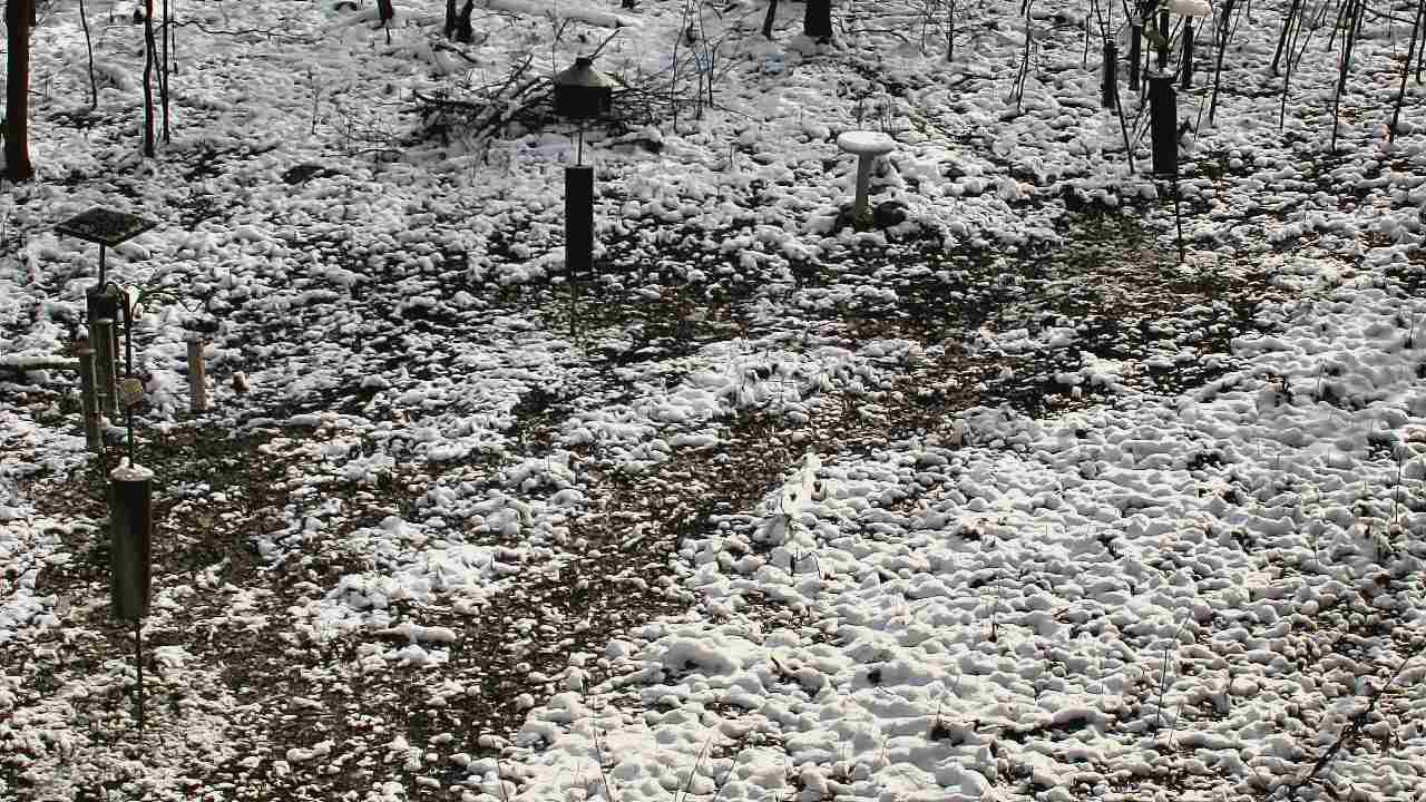 Thumbnail for current weather camera view from Cincinnati Nature Center in Batavia, Ohio