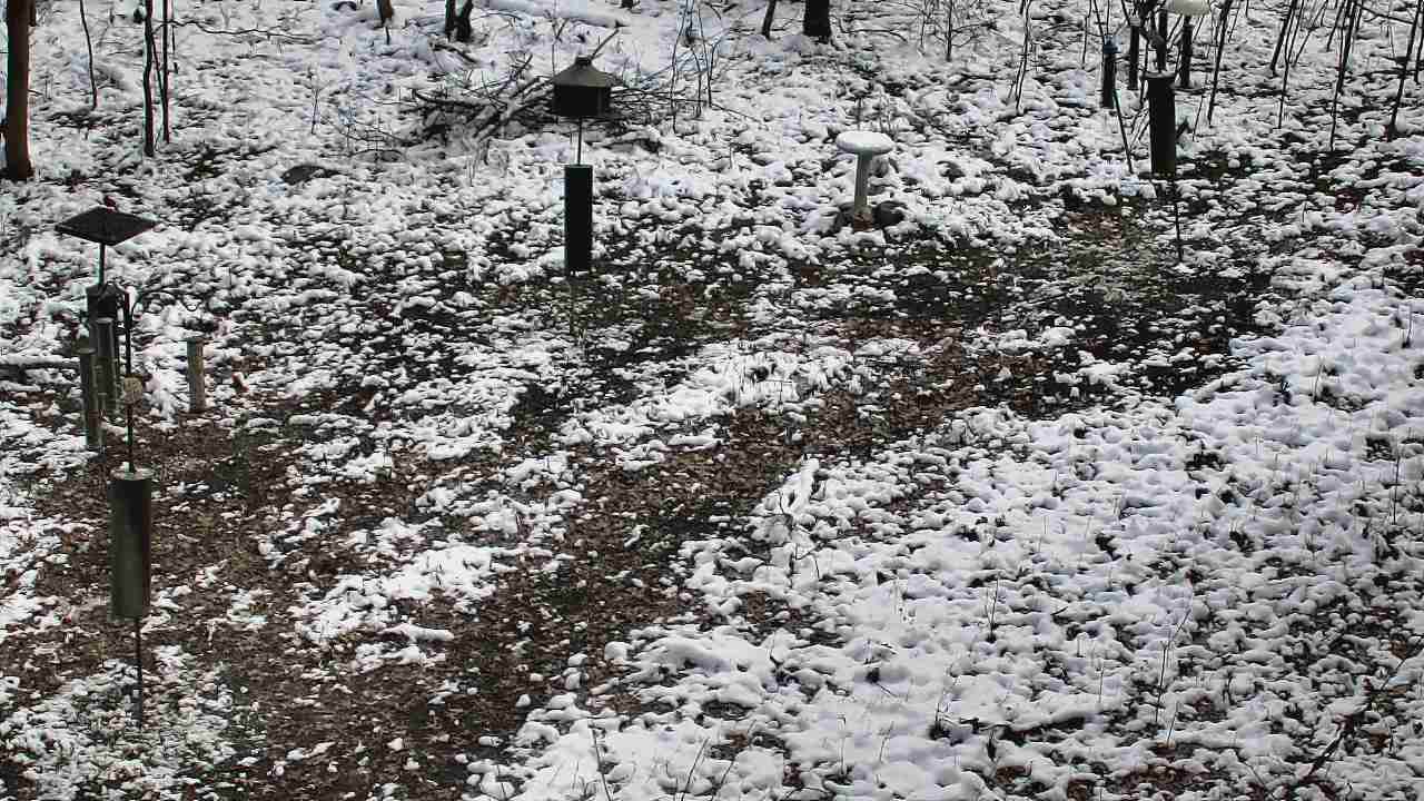 Thumbnail for current weather camera view from Cincinnati Nature Center in Batavia, Ohio