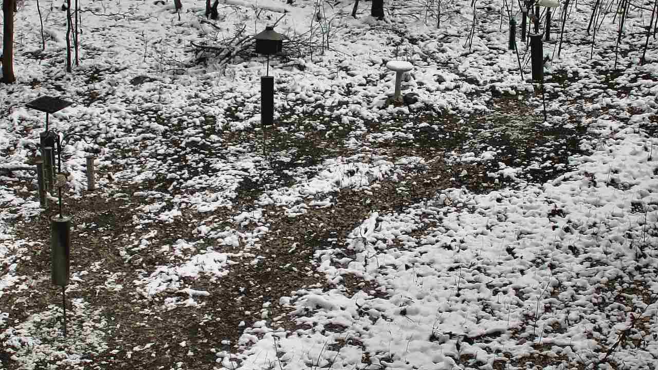 Thumbnail for current weather camera view from Cincinnati Nature Center in Batavia, Ohio