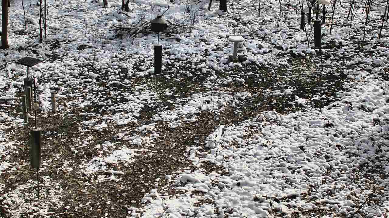 Thumbnail for current weather camera view from Cincinnati Nature Center in Batavia, Ohio