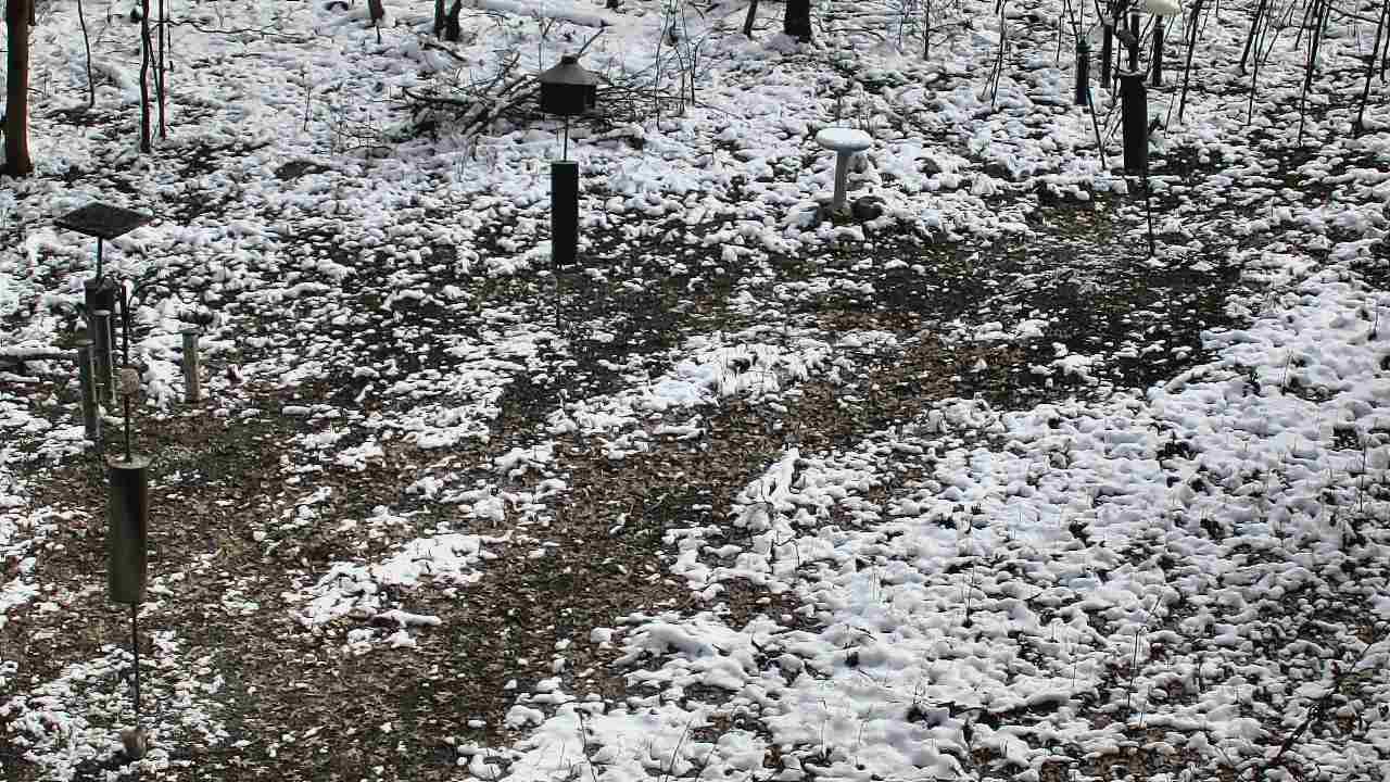 Thumbnail for current weather camera view from Cincinnati Nature Center in Batavia, Ohio