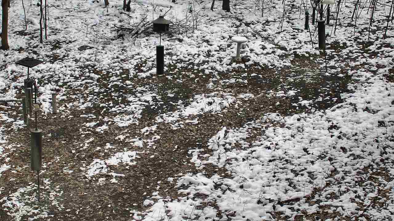 Thumbnail for current weather camera view from Cincinnati Nature Center in Batavia, Ohio