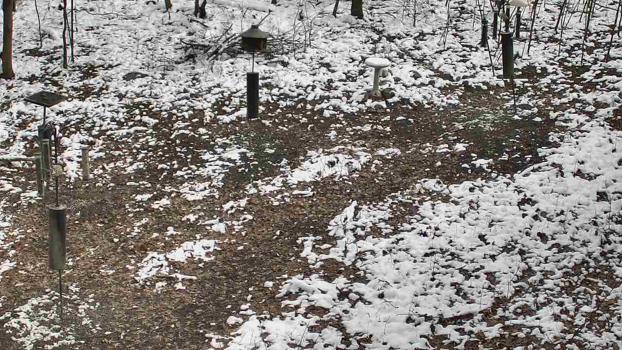 Thumbnail for current weather camera view from Cincinnati Nature Center in Batavia, Ohio