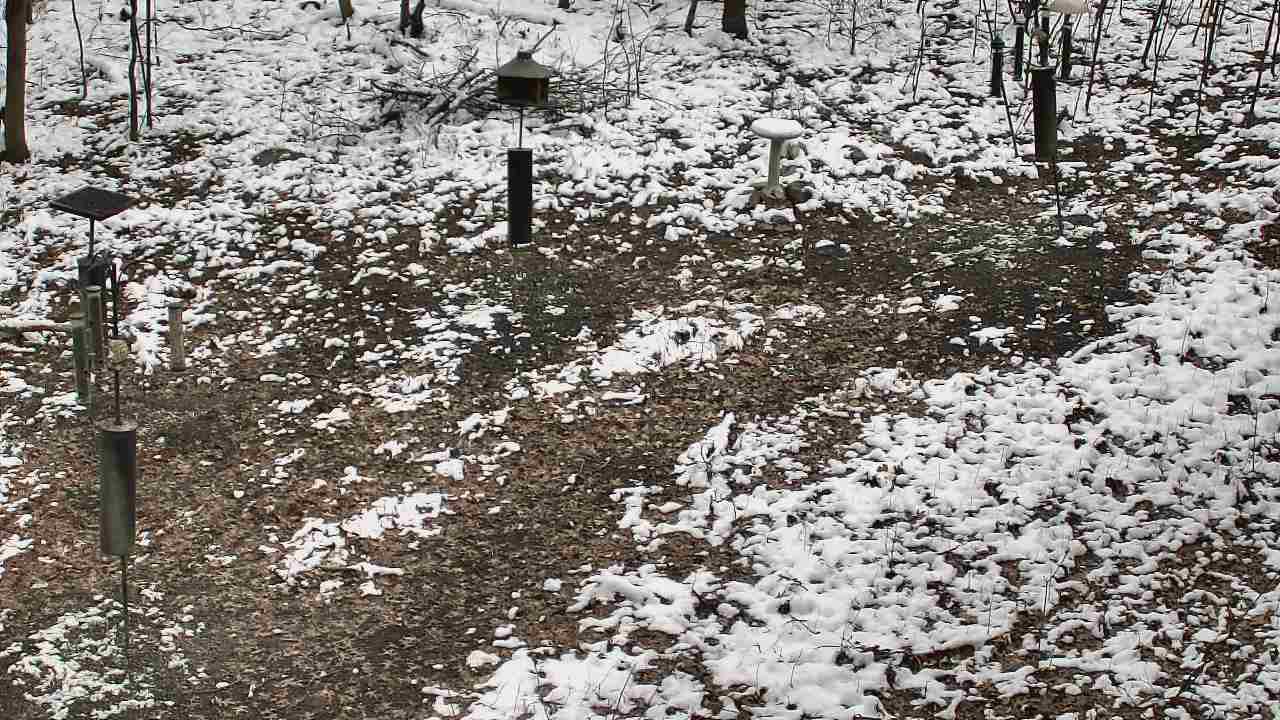 Thumbnail for current weather camera view from Cincinnati Nature Center in Batavia, Ohio