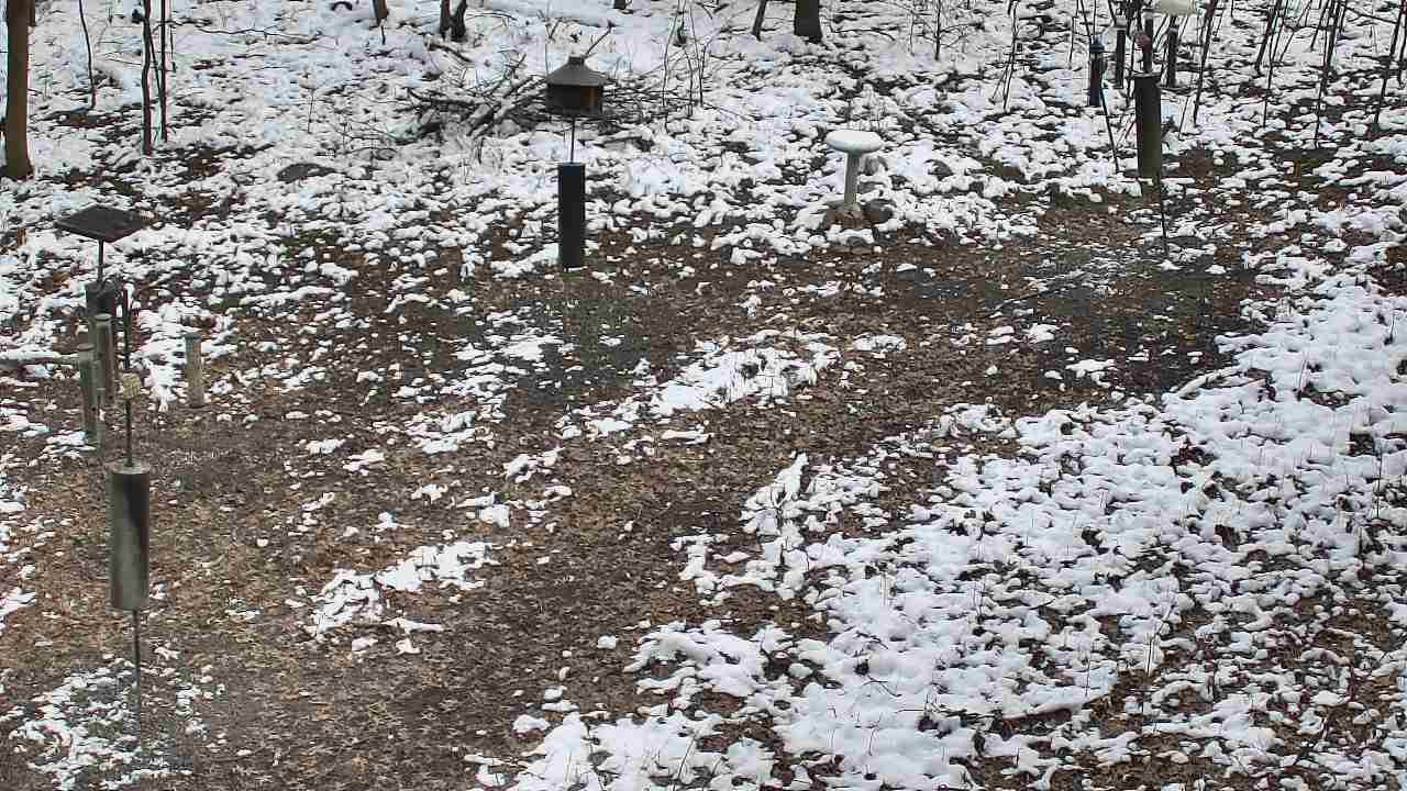 Thumbnail for current weather camera view from Cincinnati Nature Center in Batavia, Ohio