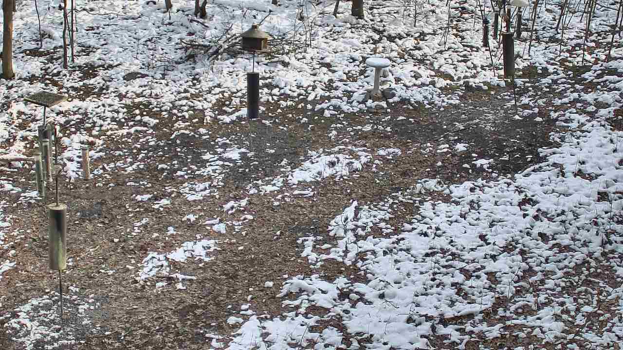 Thumbnail for current weather camera view from Cincinnati Nature Center in Batavia, Ohio