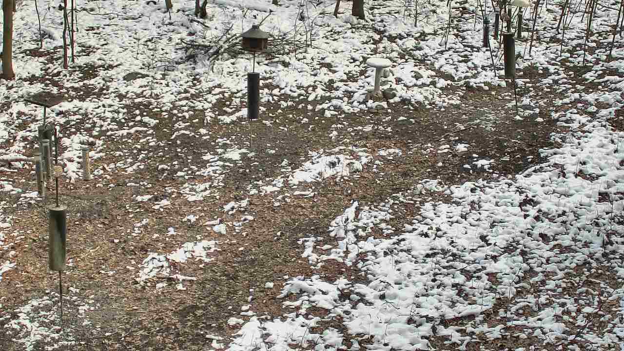 Thumbnail for current weather camera view from Cincinnati Nature Center in Batavia, Ohio