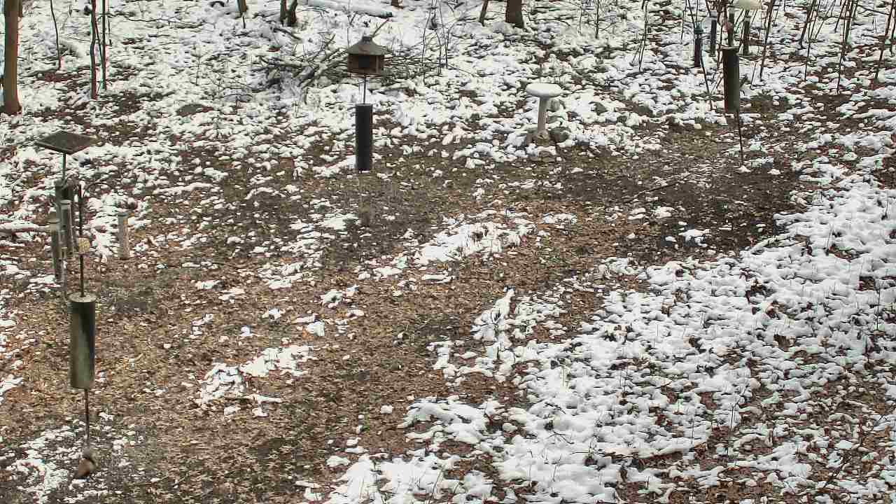 Thumbnail for current weather camera view from Cincinnati Nature Center in Batavia, Ohio