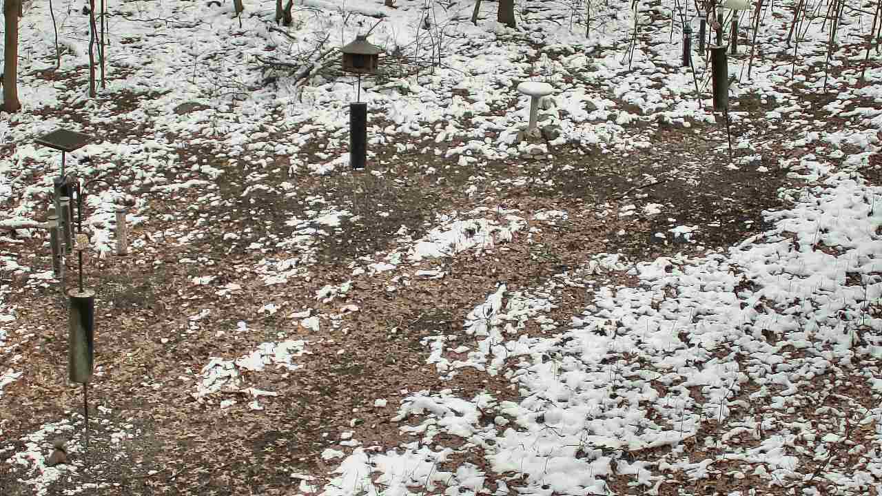 Thumbnail for current weather camera view from Cincinnati Nature Center in Batavia, Ohio