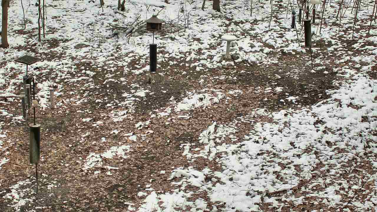 Thumbnail for current weather camera view from Cincinnati Nature Center in Batavia, Ohio