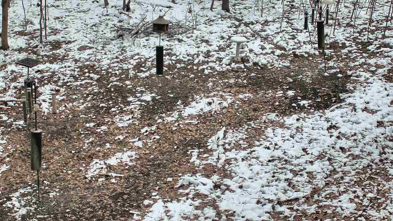 Thumbnail for current weather camera view from Cincinnati Nature Center in Batavia, Ohio