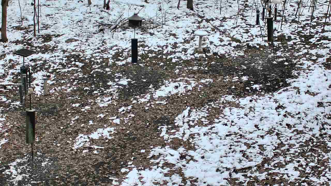 Thumbnail for current weather camera view from Cincinnati Nature Center in Batavia, Ohio