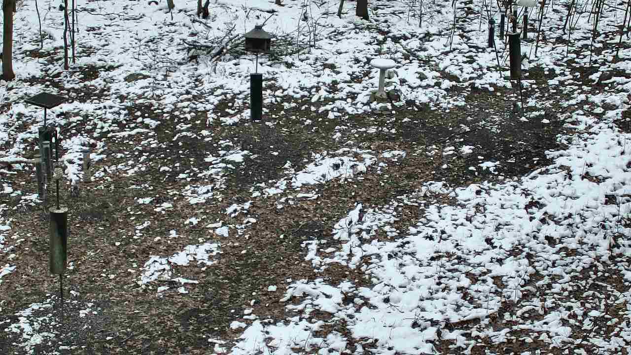 Thumbnail for current weather camera view from Cincinnati Nature Center in Batavia, Ohio