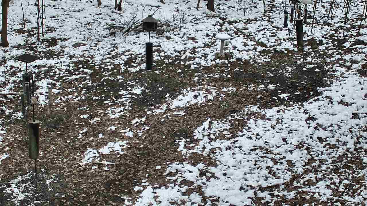 Thumbnail for current weather camera view from Cincinnati Nature Center in Batavia, Ohio