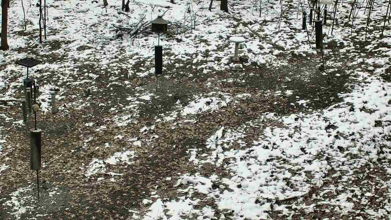 Thumbnail for current weather camera view from Cincinnati Nature Center in Batavia, Ohio