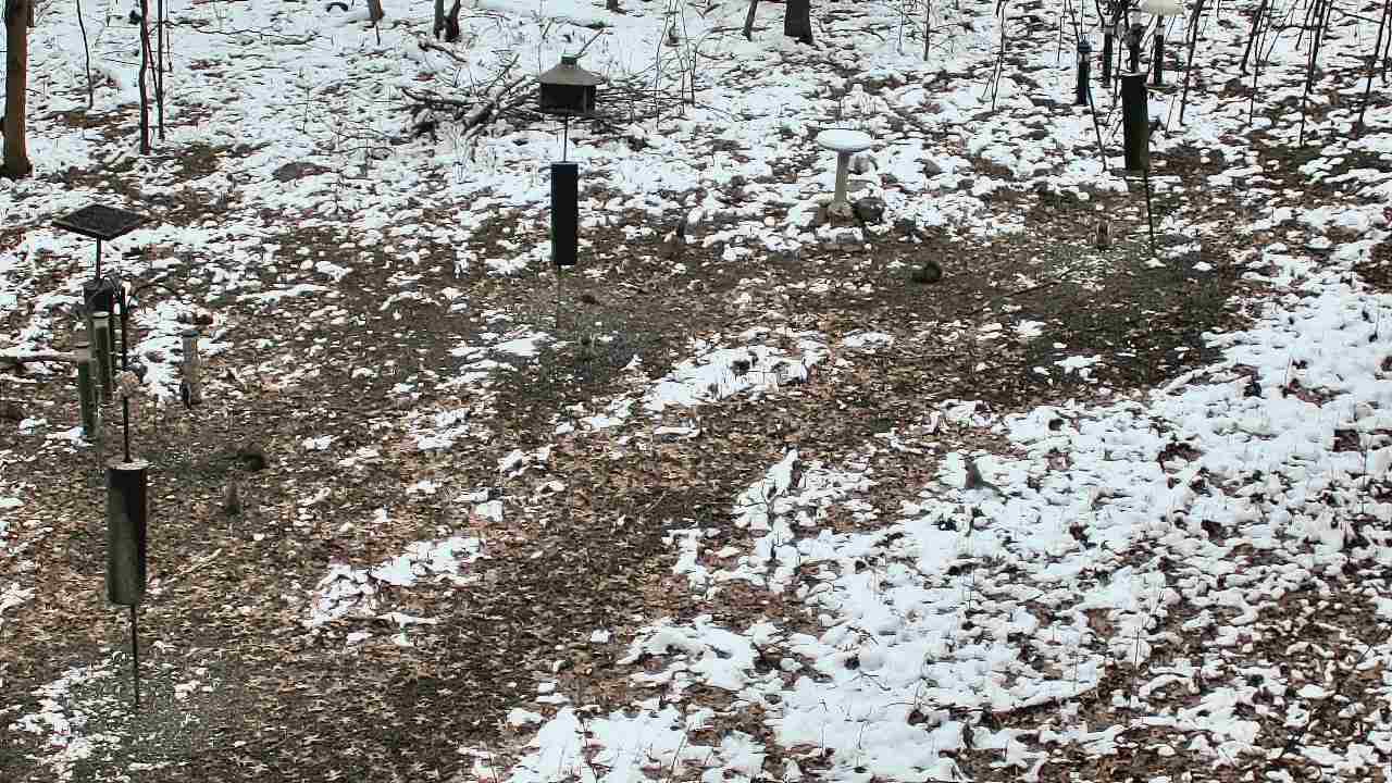 Thumbnail for current weather camera view from Cincinnati Nature Center in Batavia, Ohio