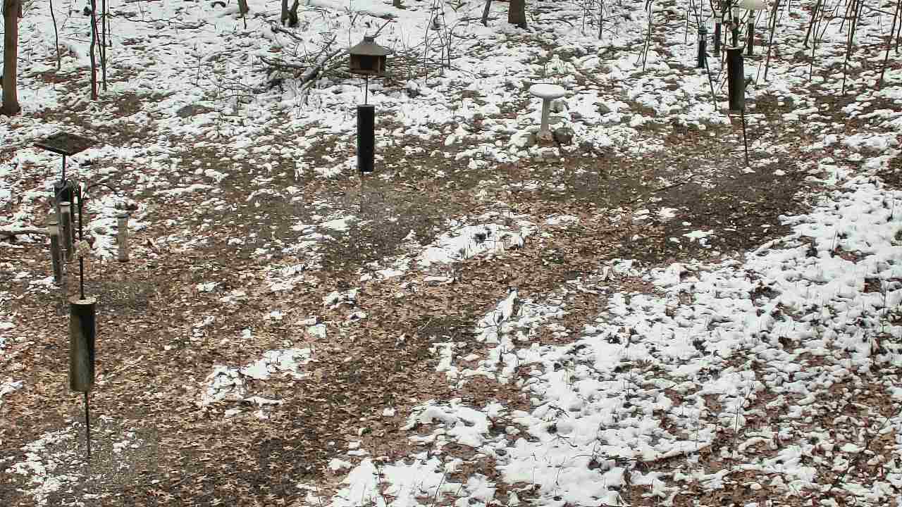 Thumbnail for current weather camera view from Cincinnati Nature Center in Batavia, Ohio