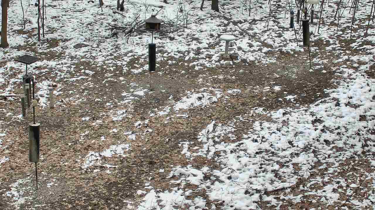 Thumbnail for current weather camera view from Cincinnati Nature Center in Batavia, Ohio