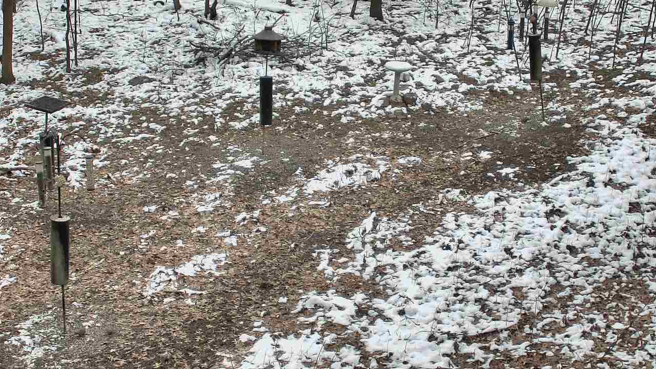 Thumbnail for current weather camera view from Cincinnati Nature Center in Batavia, Ohio