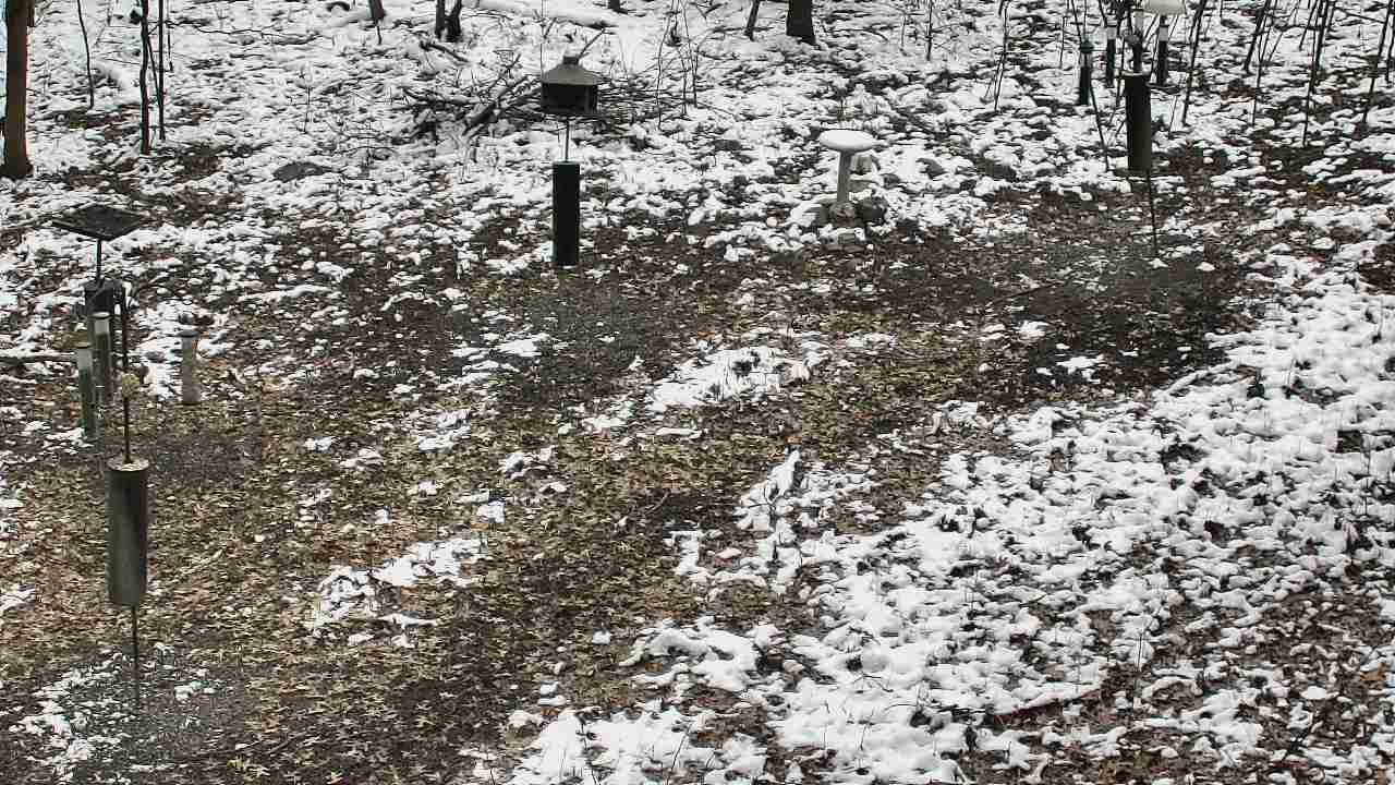 Thumbnail for current weather camera view from Cincinnati Nature Center in Batavia, Ohio